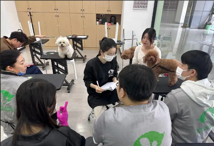 海州区宠物美容师宠物美容培训学校 - 厂家